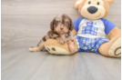 Cute Cavapoo Baby