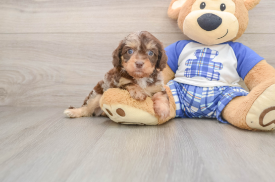 Cute Cavapoo Baby