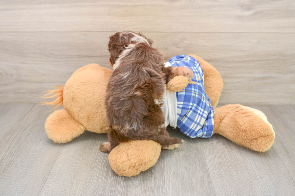 Small Cavapoo Baby