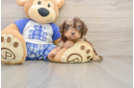Cavapoo Pup Being Cute