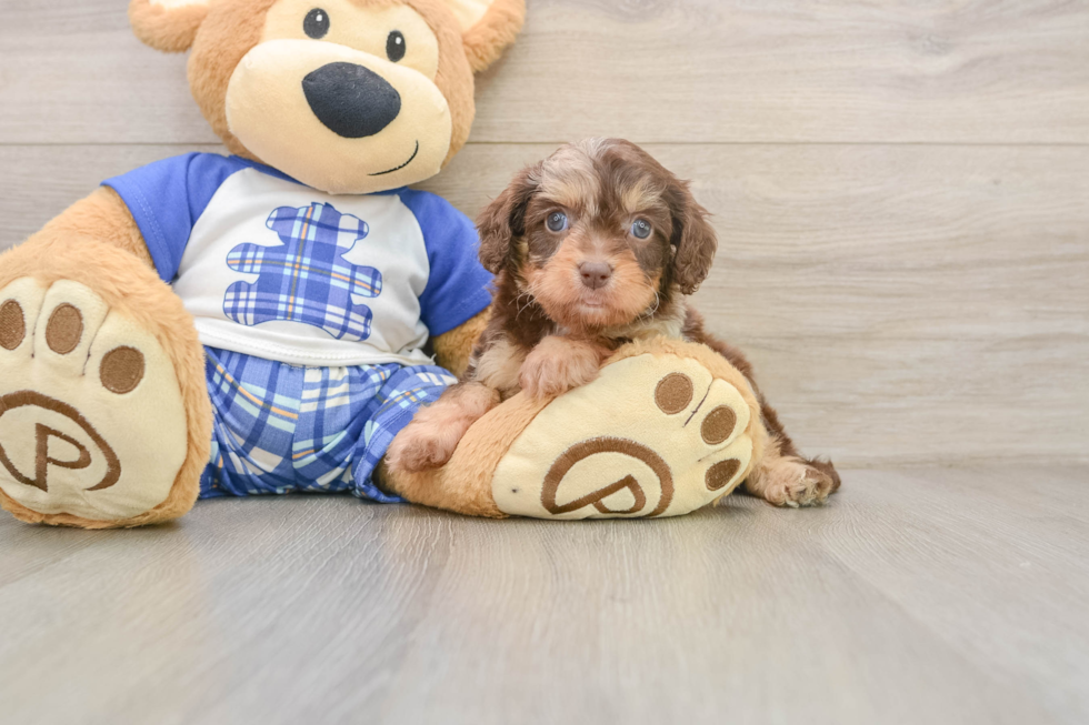 Cavapoo Pup Being Cute