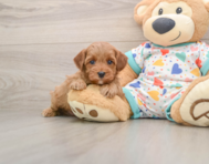 7 week old Cavapoo Puppy For Sale - Pilesgrove Pups