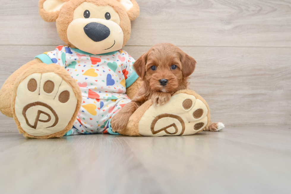 Best Cavapoo Baby