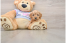 Cavapoo Puppy for Adoption