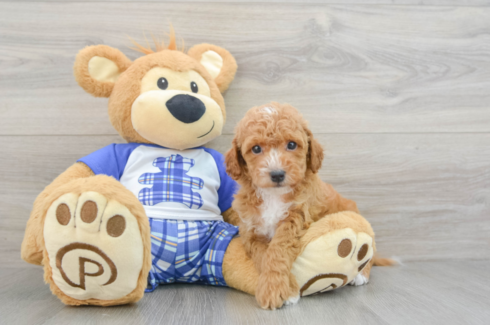 7 week old Cavapoo Puppy For Sale - Pilesgrove Pups