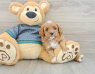 8 week old Cavapoo Puppy For Sale - Pilesgrove Pups