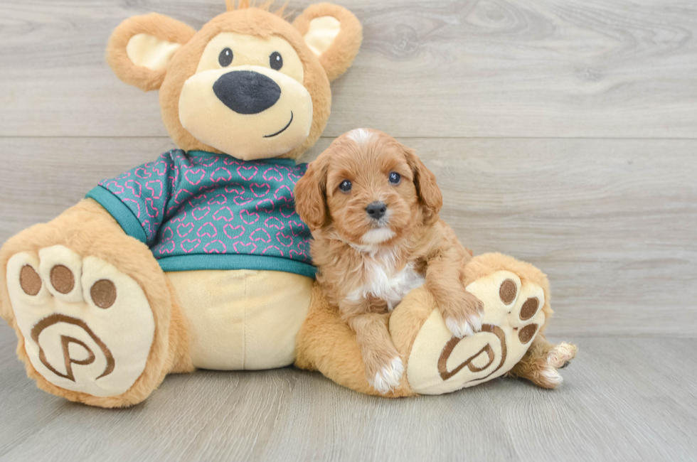 6 week old Cavapoo Puppy For Sale - Pilesgrove Pups