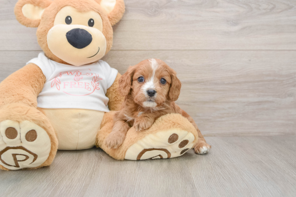Cavapoo Puppy for Adoption