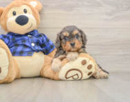 8 week old Cavapoo Puppy For Sale - Pilesgrove Pups