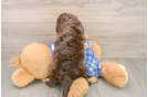 Cavapoo Puppy for Adoption