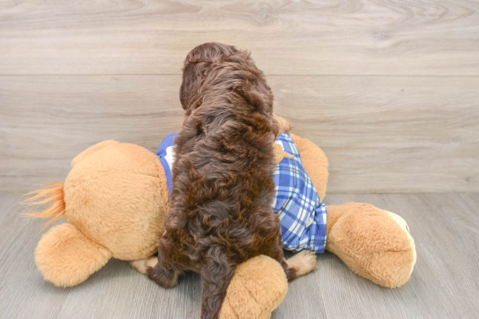 Cavapoo Puppy for Adoption