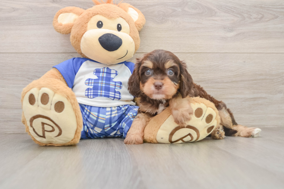 Cavapoo Puppy for Adoption