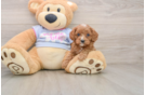 Playful Cavapoodle Poodle Mix Puppy