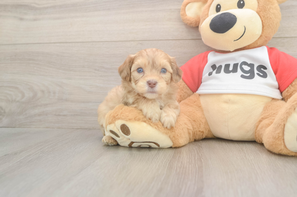 6 week old Cavapoo Puppy For Sale - Pilesgrove Pups