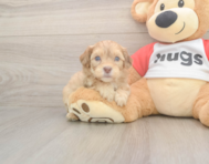 6 week old Cavapoo Puppy For Sale - Pilesgrove Pups 6 week old Cavapoo Puppy For Sale - Pilesgrove Pups