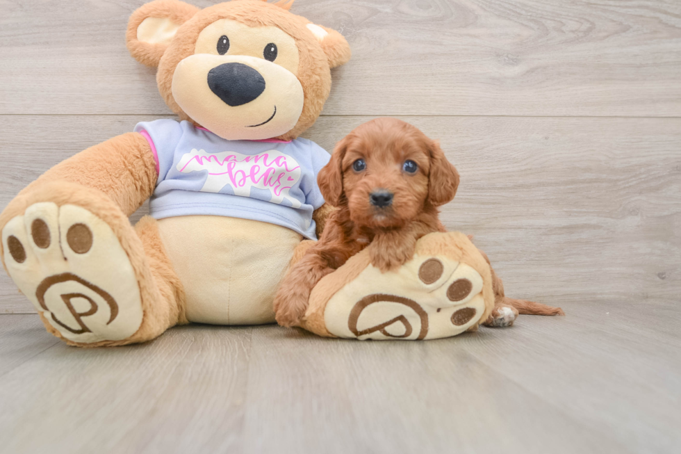 Cavapoo Puppy for Adoption