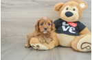 Smart Cavapoo Poodle Mix Pup