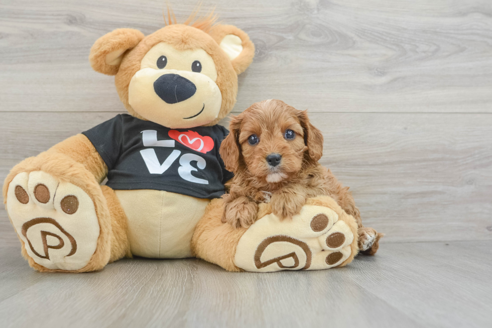 Cavapoo Pup Being Cute