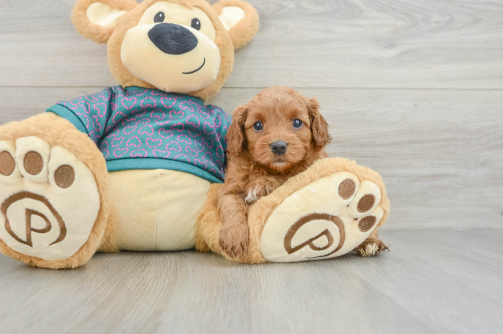 6 week old Cavapoo Puppy For Sale - Pilesgrove Pups
