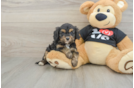Popular Cavapoo Poodle Mix Pup