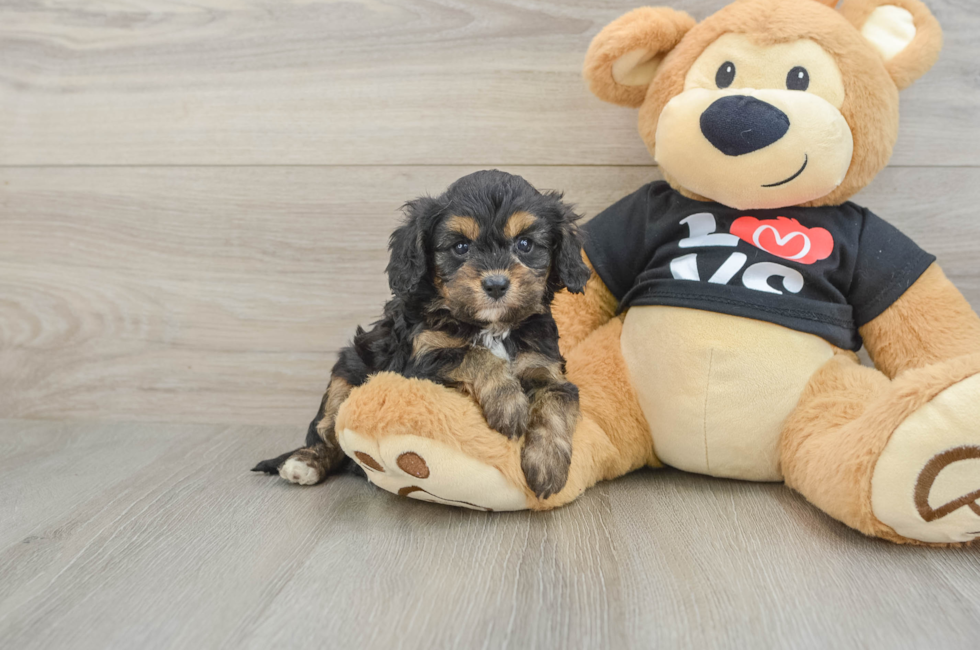 7 week old Cavapoo Puppy For Sale - Pilesgrove Pups