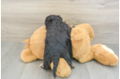 Best Cavapoo Baby