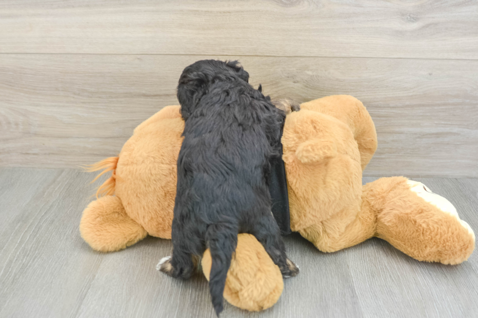 Best Cavapoo Baby