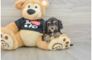 Happy Cavapoo Baby