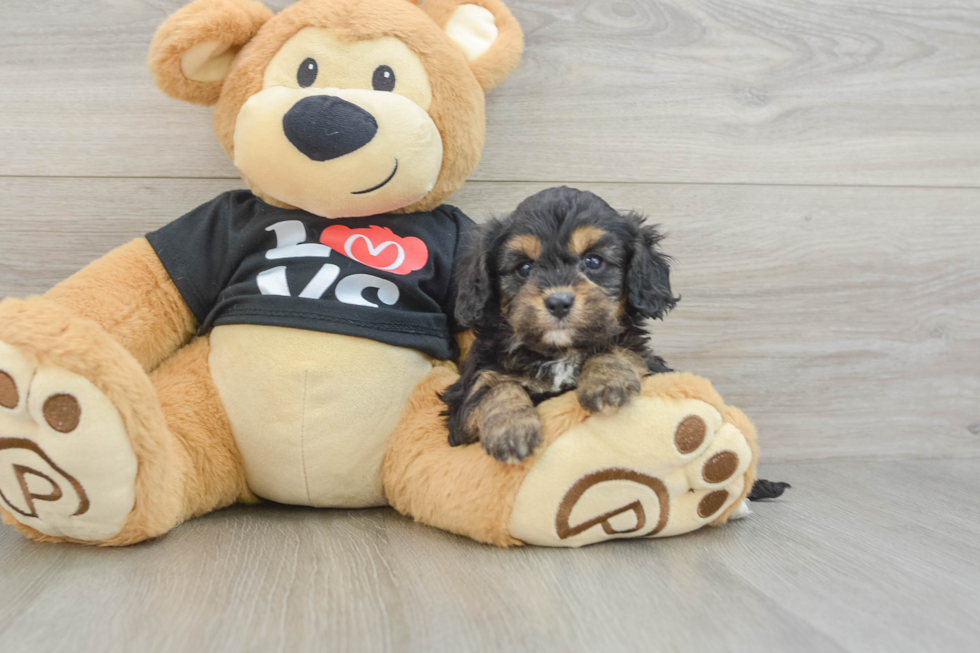 Happy Cavapoo Baby
