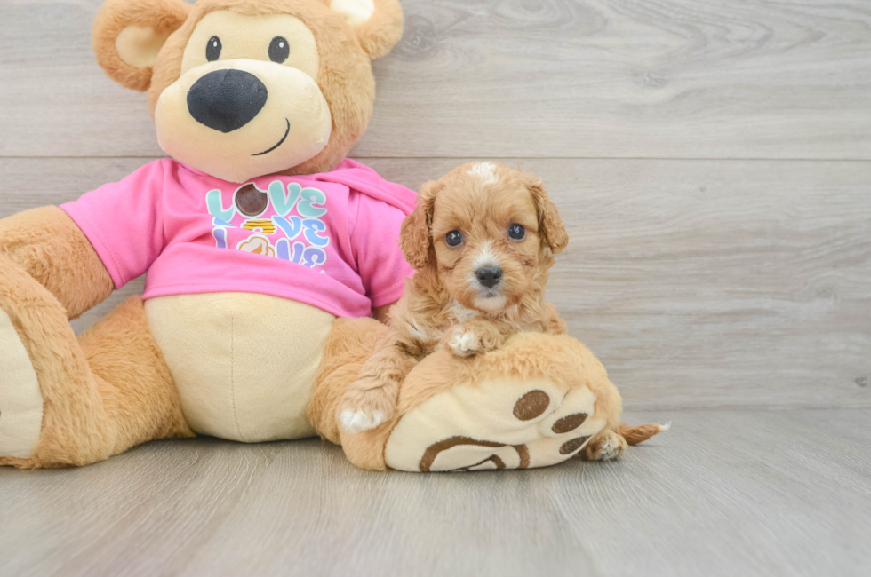 6 week old Cavapoo Puppy For Sale - Pilesgrove Pups