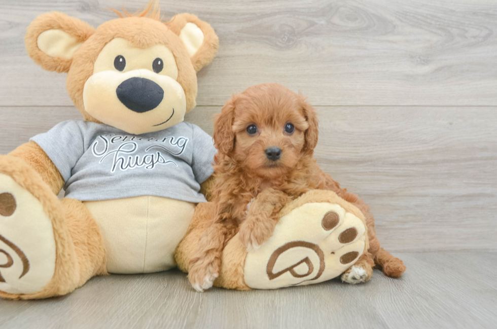 6 week old Cavapoo Puppy For Sale - Pilesgrove Pups