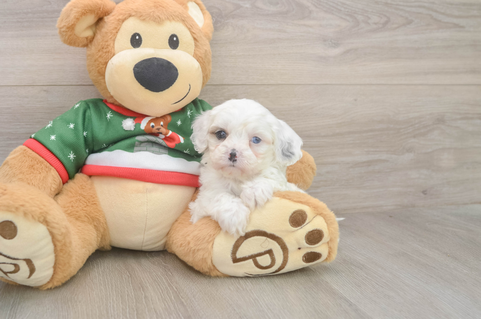 5 week old Cavapoo Puppy For Sale - Pilesgrove Pups