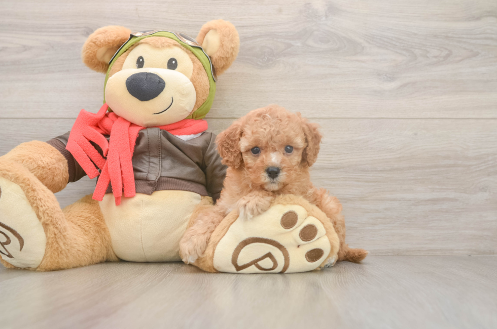 5 week old Cavapoo Puppy For Sale - Pilesgrove Pups