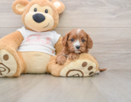 8 week old Cavapoo Puppy For Sale - Pilesgrove Pups