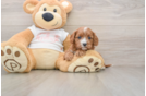 Popular Cavapoo Poodle Mix Pup