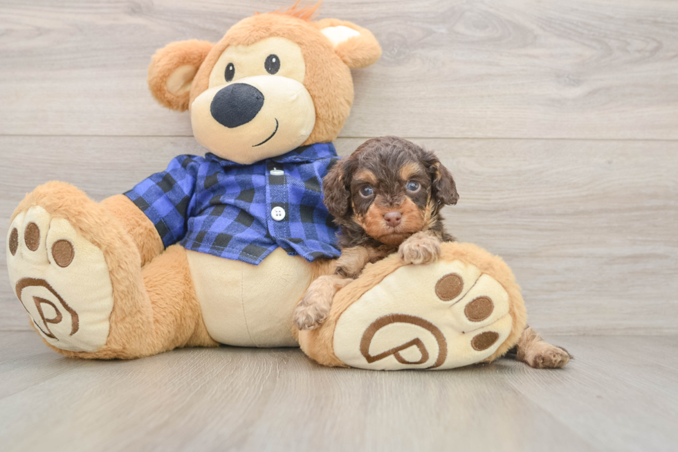 Hypoallergenic Cavadoodle Poodle Mix Puppy