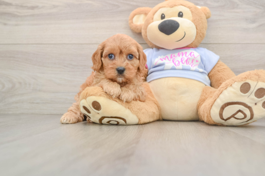 Fluffy Cavapoo Poodle Mix Pup