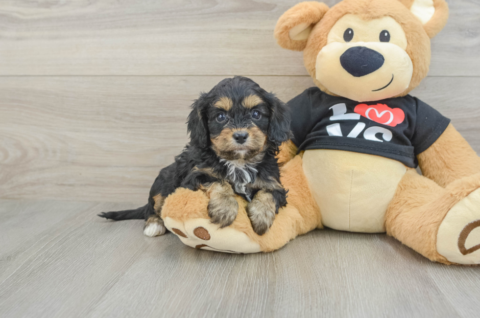 7 week old Cavapoo Puppy For Sale - Pilesgrove Pups
