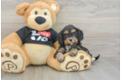 Sweet Cavapoo Baby