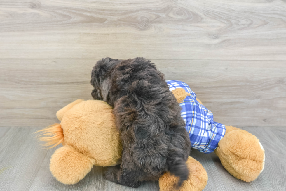 Best Cavapoo Baby