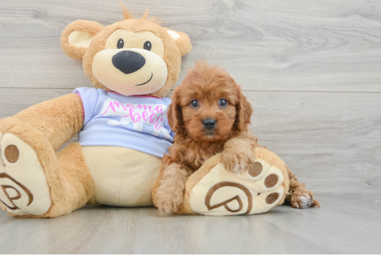 Cavapoo Pup Being Cute