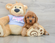 7 week old Cavapoo Puppy For Sale - Pilesgrove Pups