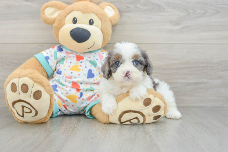 Friendly Cavapoo Baby