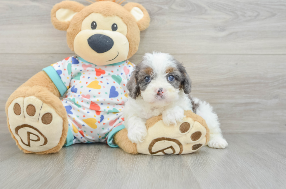 6 week old Cavapoo Puppy For Sale - Pilesgrove Pups