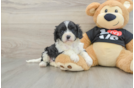Adorable Cavalier King Charles Spaniel and Poodle Mix Poodle Mix Puppy