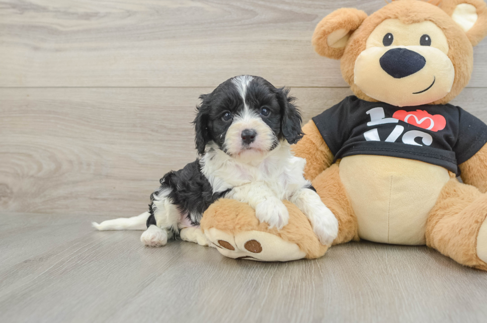 7 week old Cavapoo Puppy For Sale - Pilesgrove Pups