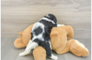 Popular Cavapoo Poodle Mix Pup