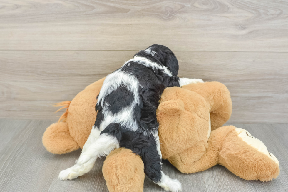 Popular Cavapoo Poodle Mix Pup