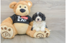 Funny Cavapoo Poodle Mix Pup