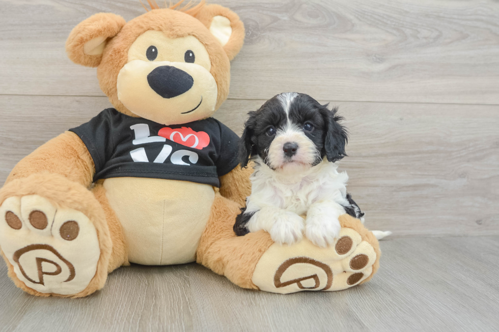 Funny Cavapoo Poodle Mix Pup